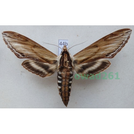 Sphinx kalmiae J.E. Smith, 1797 ex. ovo Canada 73mm44b